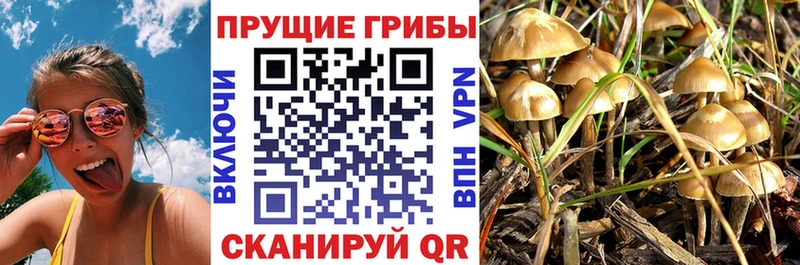 где купить наркоту  Зубцов  Галлюциногенные грибы мицелий 